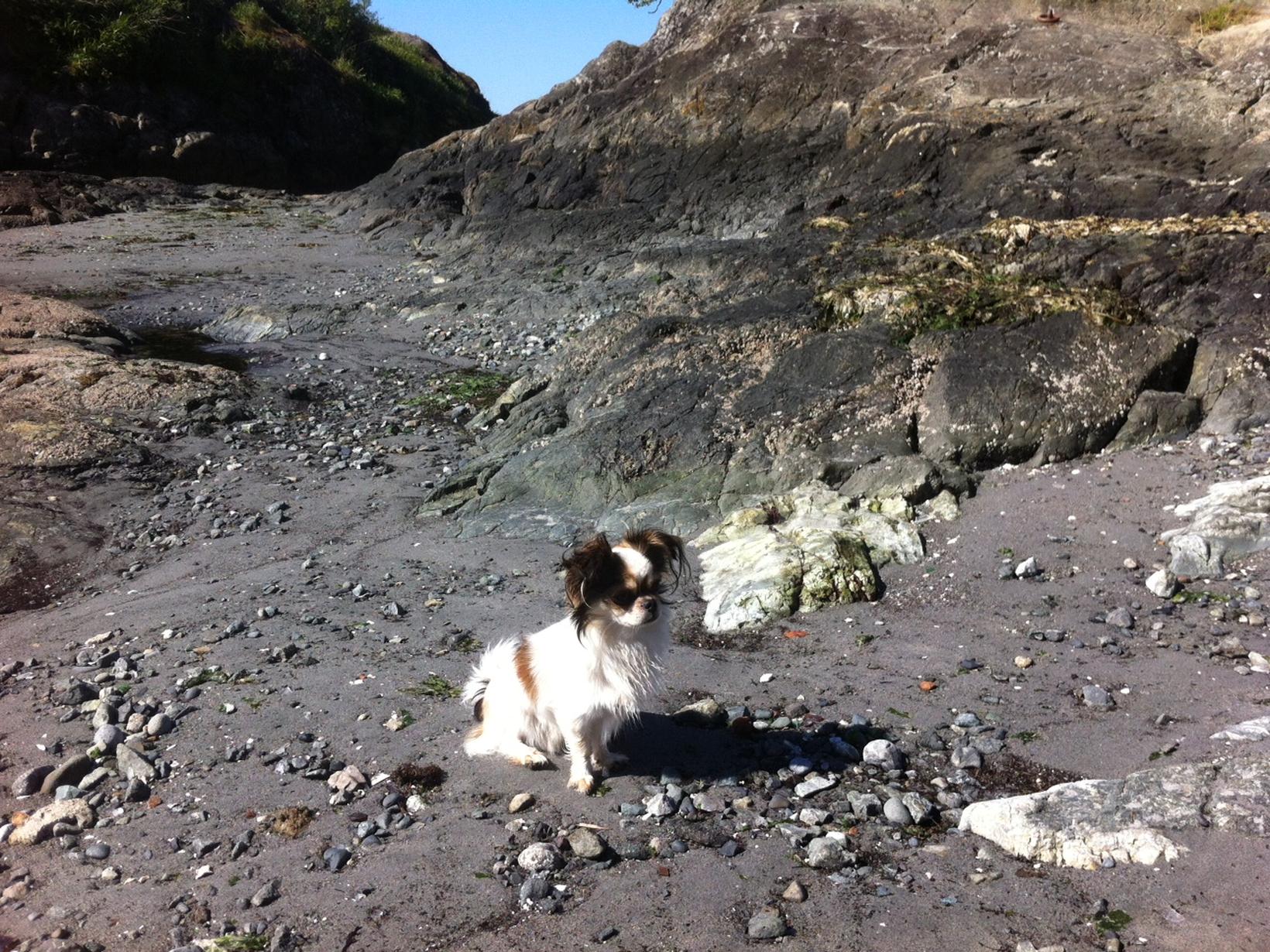 Housesitting assignment in Victoria, British Columbia, Canada