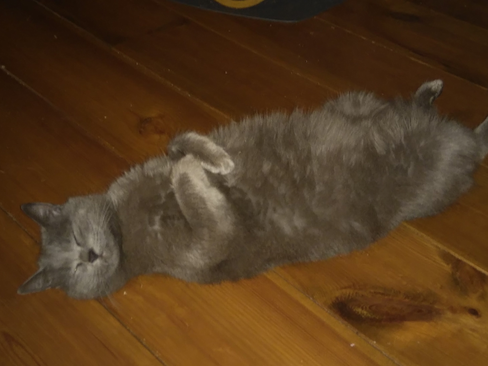 Housesitting assignment in Saint-Gilles-les-Bois, France