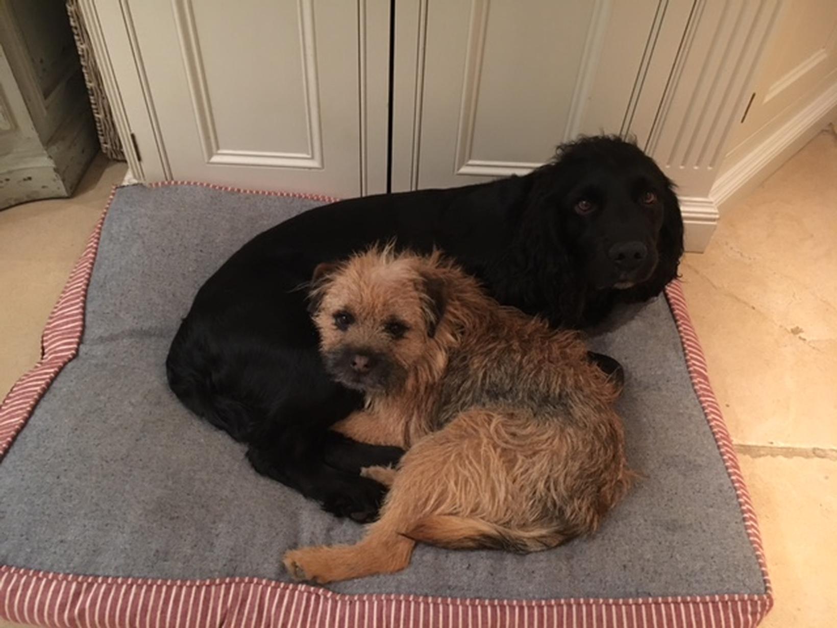 Housesitting assignment in Thame, United Kingdom