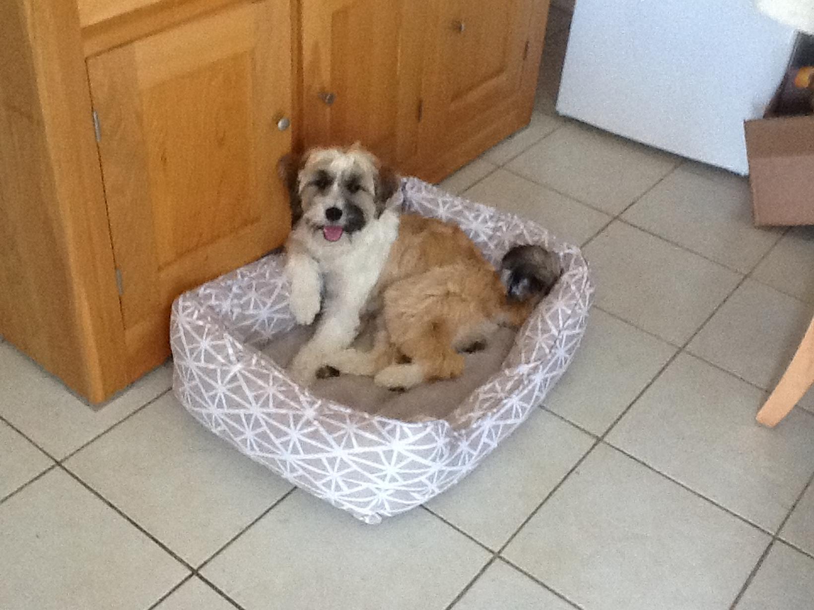 Housesitting assignment in Rye, United Kingdom