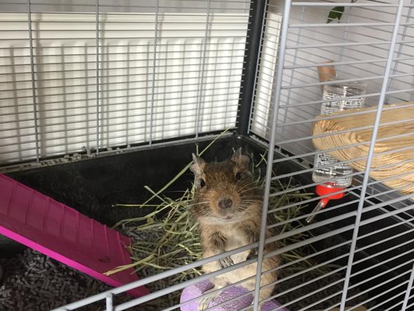 Housesitting assignment in Deeside, United Kingdom