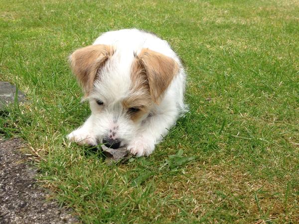 Housesitting assignment in Castle Douglas, United Kingdom