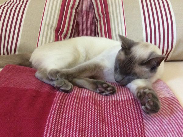 Housesitting assignment in Bath, United Kingdom