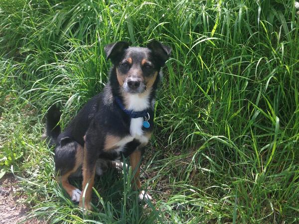 Housesitting assignment in Airth, United Kingdom