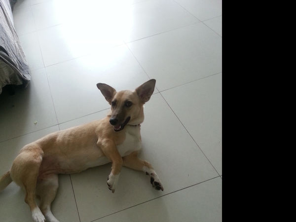 Housesitting assignment in Bangkok, Thailand