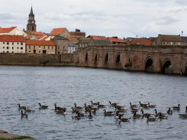 Housesitting assignment in Berwick-Upon-Tweed, United Kingdom