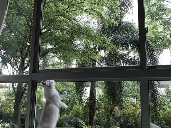 Housesitting assignment in Raffles Place, Singapore