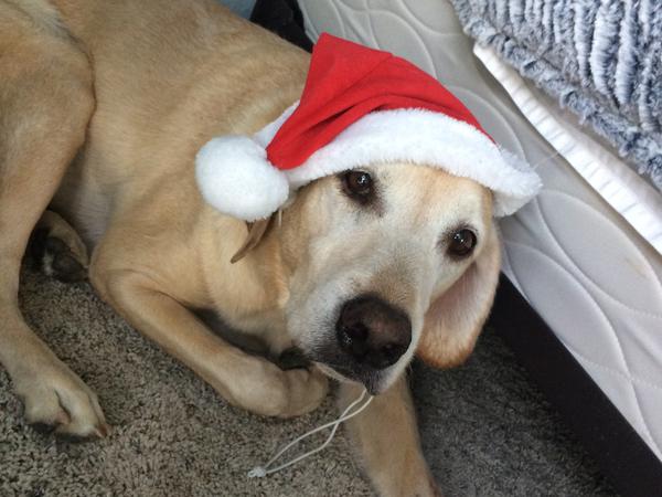 Housesitting assignment in Boca Raton, Florida, United States