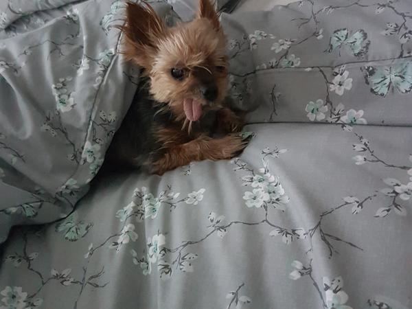 Housesitting assignment in Coatbridge, United Kingdom