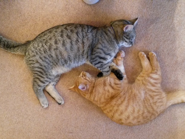 Housesitting assignment in Stonehaven, United Kingdom
