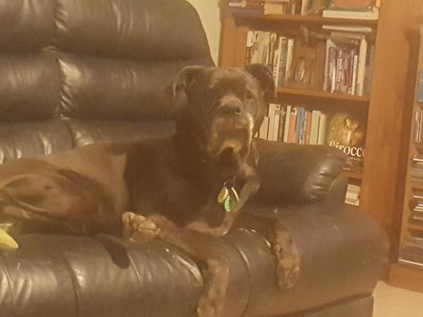 Housesitting assignment in Auckland, New Zealand