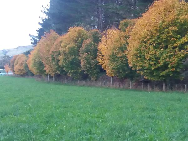 Housesitting assignment in Motueka, New Zealand