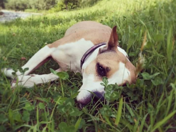 Housesitting assignment in London, United Kingdom