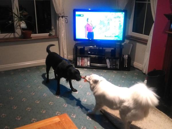 Housesitting assignment in Gaillimh, Ireland
