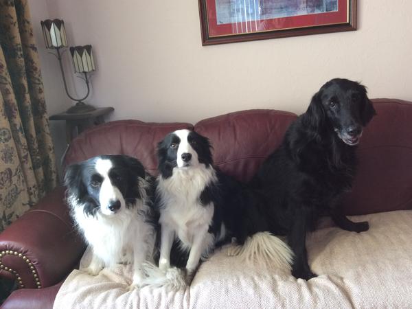Housesitting assignment in Laurencekirk, United Kingdom
