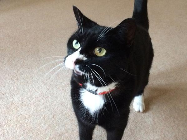 Housesitting assignment in Barnsley, United Kingdom