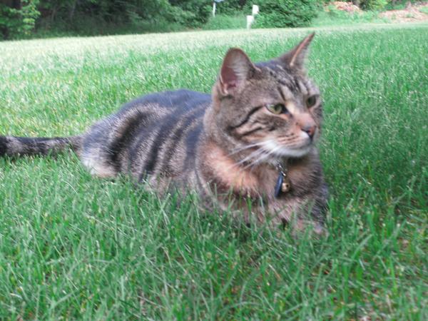 Housesitting assignment in Wisconsin Dells, Wisconsin, United States