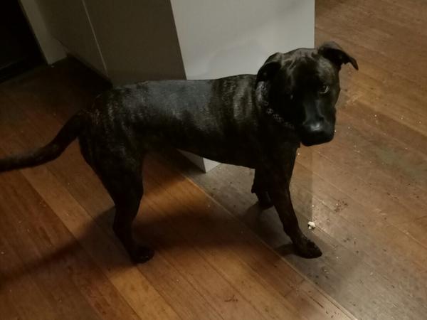 Housesitting assignment in Macksville, NSW, Australia