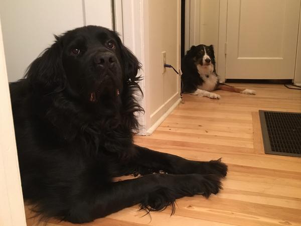 Housesitting assignment in Colwood, British Columbia, Canada