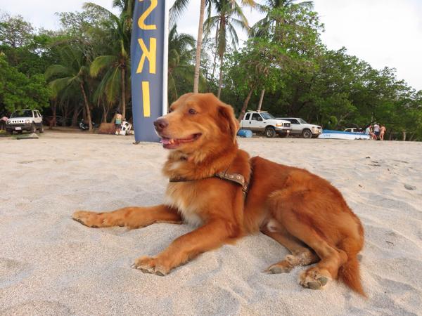 Housesitting assignment in Tamarindo, Costa Rica