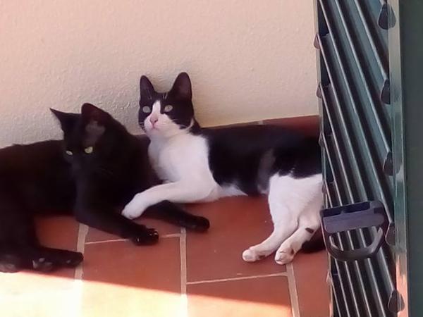 Housesitting assignment in Torres Vedras, Portugal