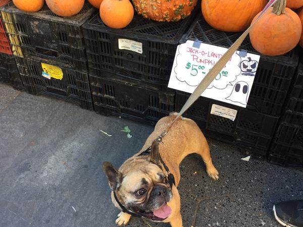 Housesitting assignment in New York City, New York, United States