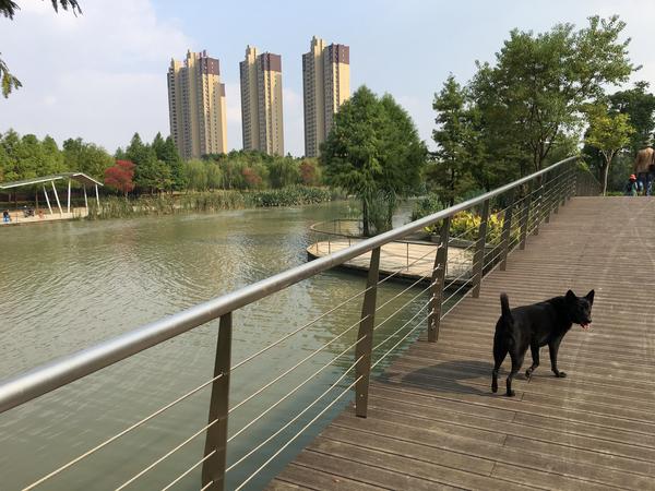 Housesitting assignment in Wuxiang, China