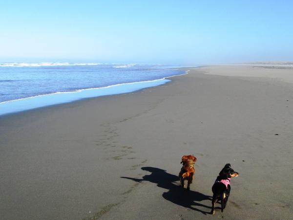Housesitting assignment in Nahcotta, Ocean Park, Washington, United States