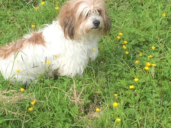 Housesitting assignment in Mallow, Ireland