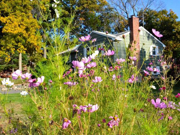 Housesitting assignment in Stoneham, Massachusetts, United States