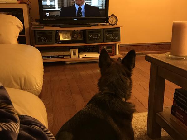 Housesitting assignment in Philadelphia, PA, United States