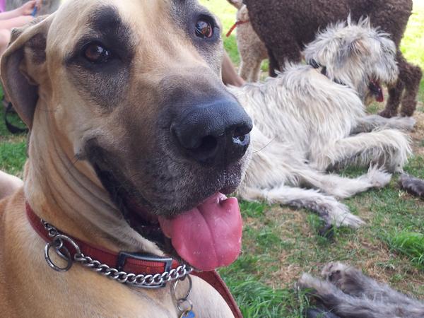 Housesitting assignment in Hoppers Crossing, Victoria, Australia