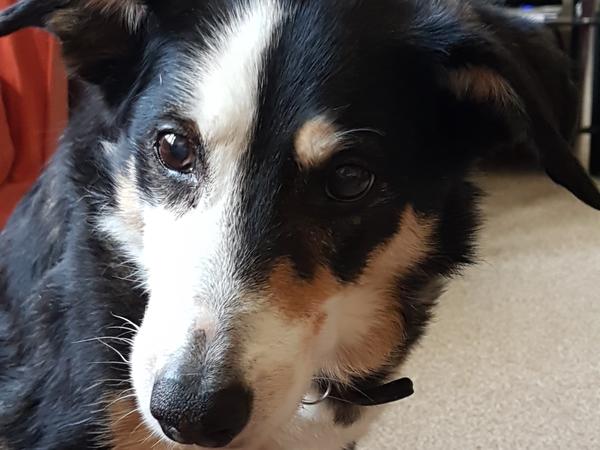 Housesitting assignment in Stirling, United Kingdom