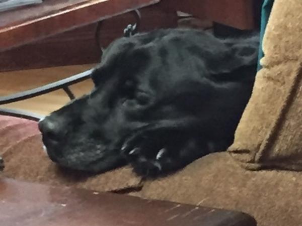 Housesitting assignment in Nederland, Colorado, United States