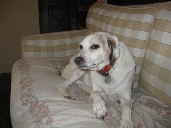 Housesitting assignment in Lamalou-les-Bains, France