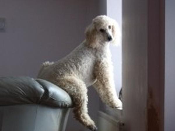 Housesitting assignment in Aberaeron, United Kingdom