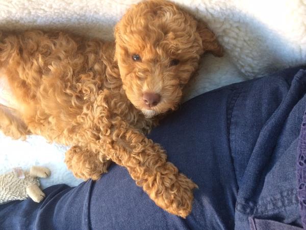 Housesitting assignment in Worthing, United Kingdom