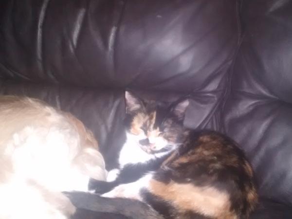 Housesitting assignment in Leek, United Kingdom