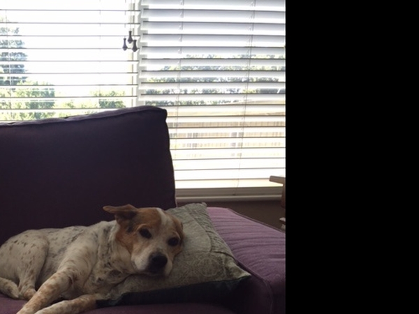 Housesitting assignment in Oakland, CA, United States