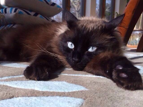 Housesitting assignment in South Kingstown, Rhode Island, United States