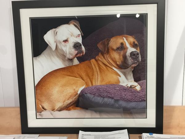 Housesitting assignment in Scottsdale, Tasmania, Australia