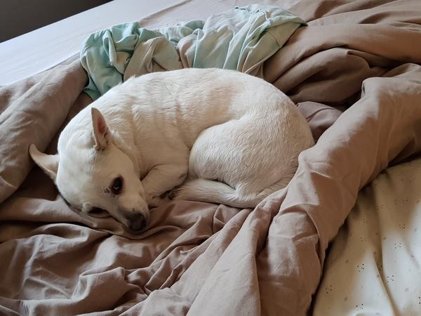Housesitting assignment in Dee Why, New South Wales, Australia