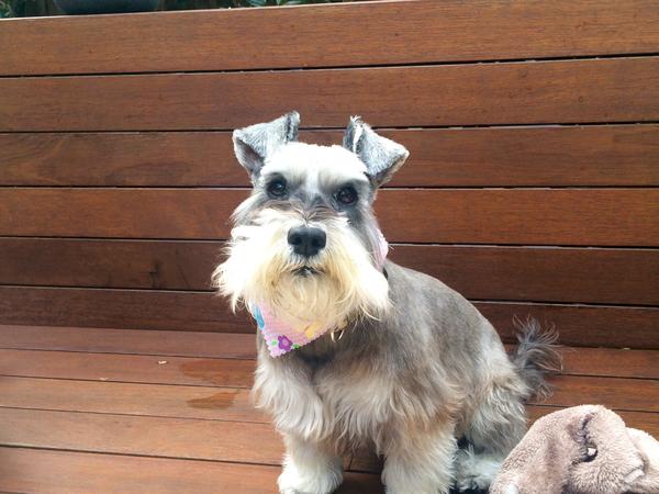 Housesitting assignment in Bellevue Hill, New South Wales, Australia