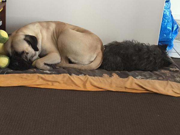 Housesitting assignment in Perth, Western Australia, Australia