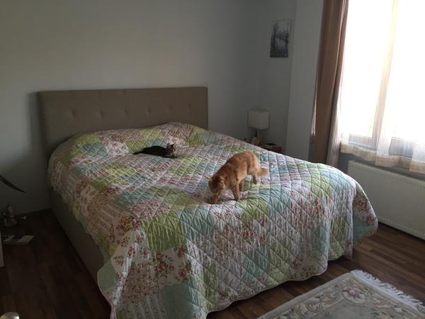 Housesitting assignment in İstanbul, Turkey