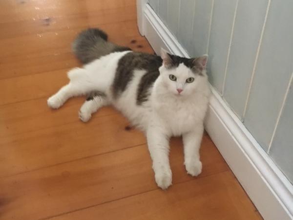 Housesitting assignment in Newmarket, Queensland, Australia