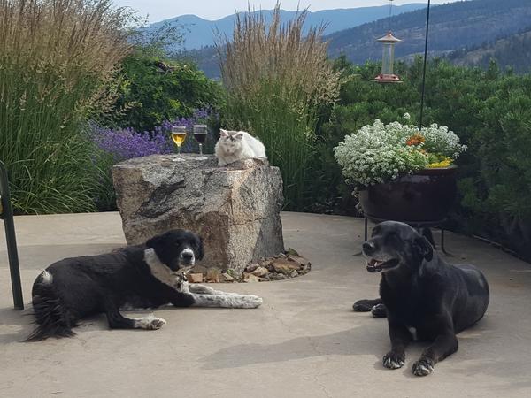 Housesitting assignment in Oliver, BC, Canada