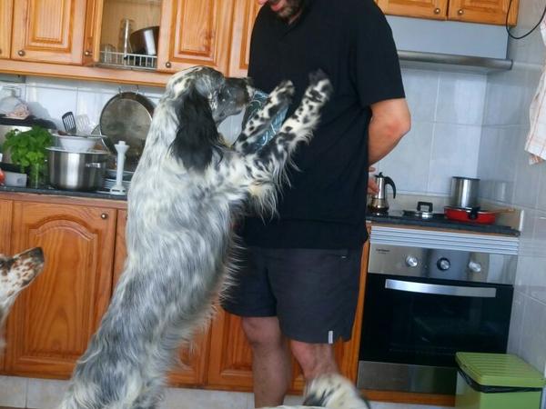 Housesitting assignment in Bajamar, Spain