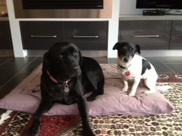 Housesitting assignment in Bendigo, VIC, Australia