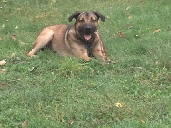 Housesitting assignment in Truro, United Kingdom